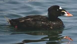 Surf Scoter