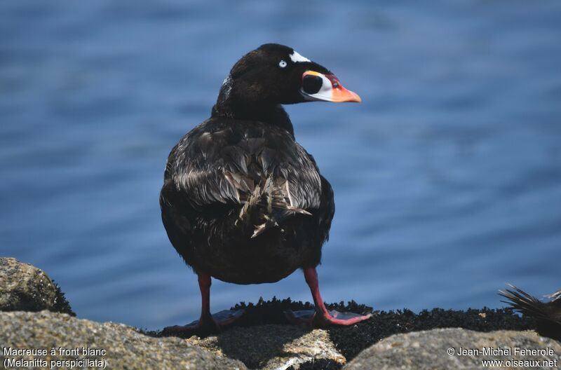 Surf Scoter