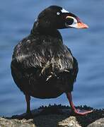 Surf Scoter