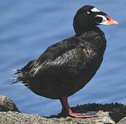 Surf Scoter