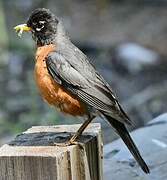 American Robin