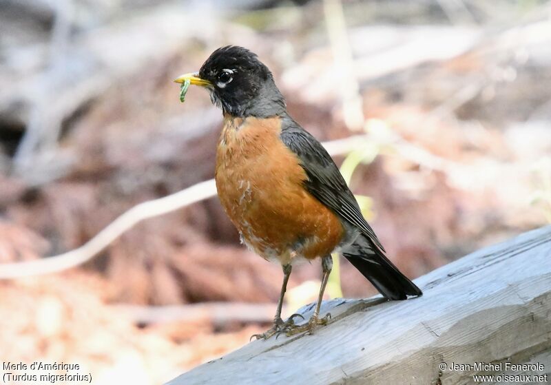 American Robin