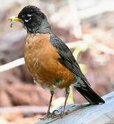 American Robin