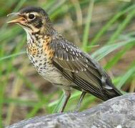 American Robin