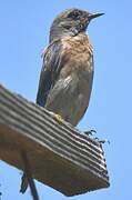 Western Bluebird