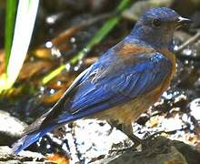 Western Bluebird