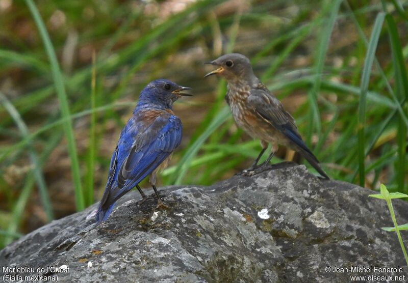 Western Bluebirdadult