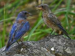 Western Bluebird