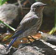 Western Bluebird