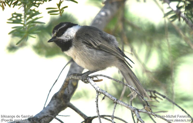 Mountain Chickadee