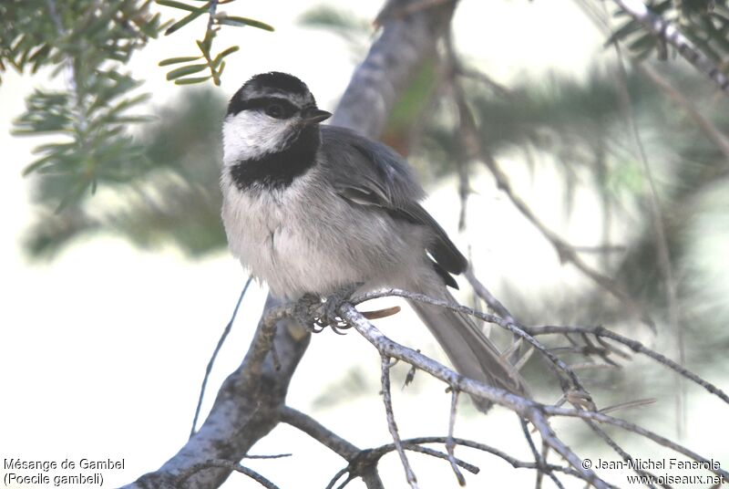 Mésange de Gambel