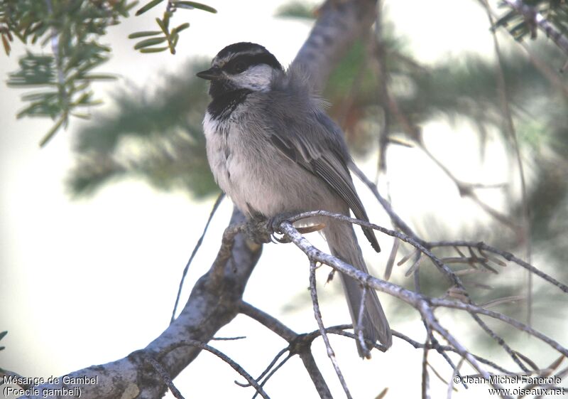 Mountain Chickadee