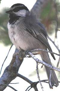 Mésange de Gambel