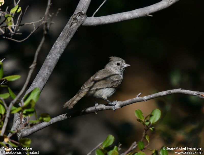 Mésange unicolore