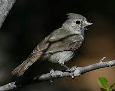 Oak Titmouse