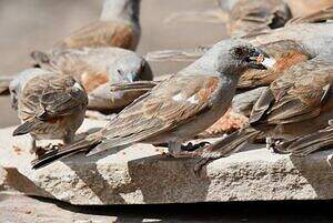 Moineau perroquet