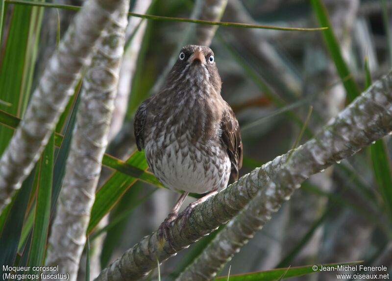 Pearly-eyed Thrasher