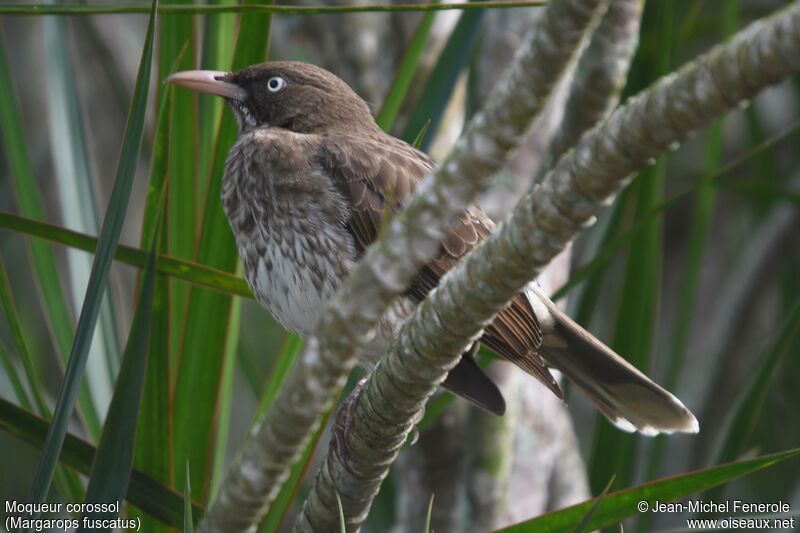 Pearly-eyed Thrasher