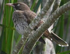 Pearly-eyed Thrasher