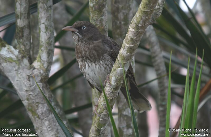 Pearly-eyed Thrasher