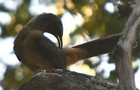 California Thrasher