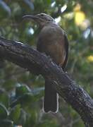 California Thrasher