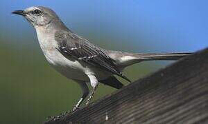 Northern Mockingbird