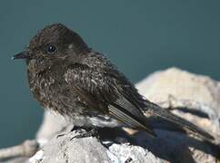 Black Phoebe