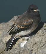 Black Phoebe