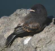 Black Phoebe