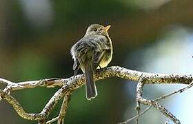 Western Flycatcher