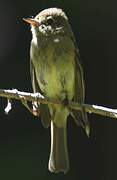 Western Flycatcher