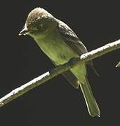 Western Flycatcher