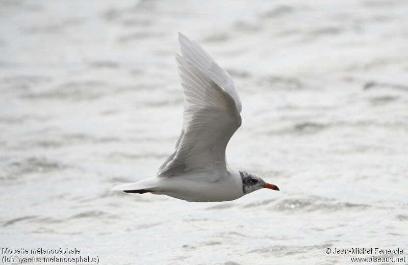 Mouette mélanocéphale