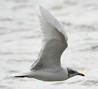 Mediterranean Gull