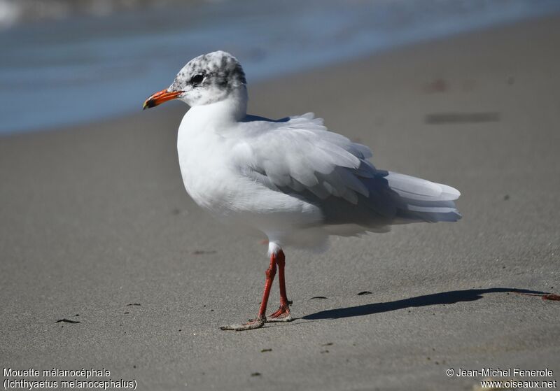 Mouette mélanocéphale