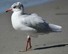 Mouette mélanocéphale