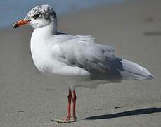 Mouette mélanocéphale