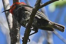 Myzomèle cardinal