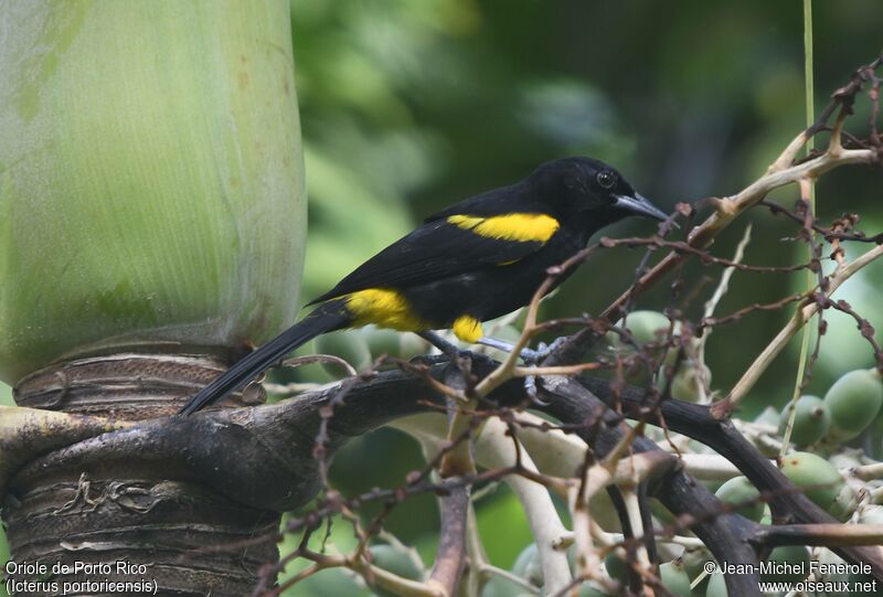 Puerto Rican Oriole