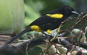 Oriole de Porto Rico