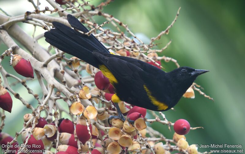 Puerto Rican Oriole