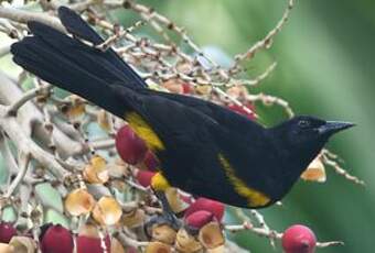 Oriole de Porto Rico