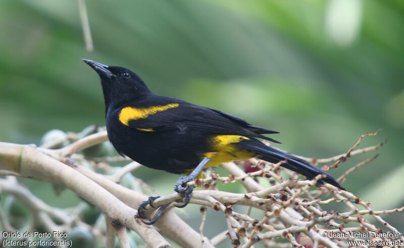 Oriole de Porto Rico