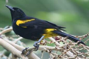 Oriole de Porto Rico