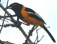 Oriole troupiale