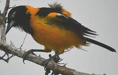 Oriole troupiale