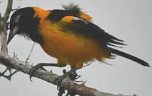 Oriole troupiale