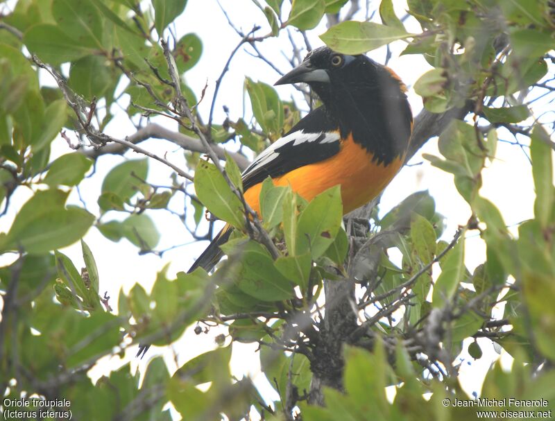 Venezuelan Troupial