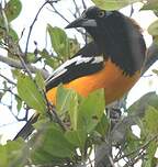 Oriole troupiale